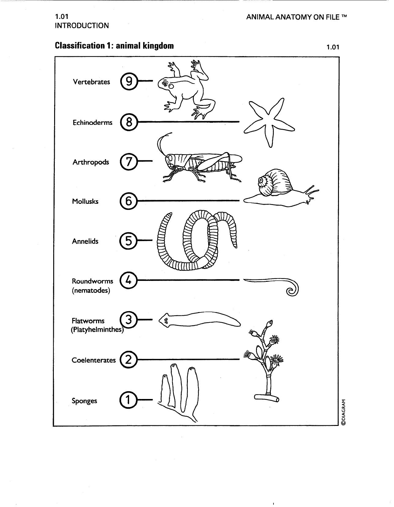Animal Anatomy on File (Facts on File Science Library) (2003)(en)(200s) by Unknown