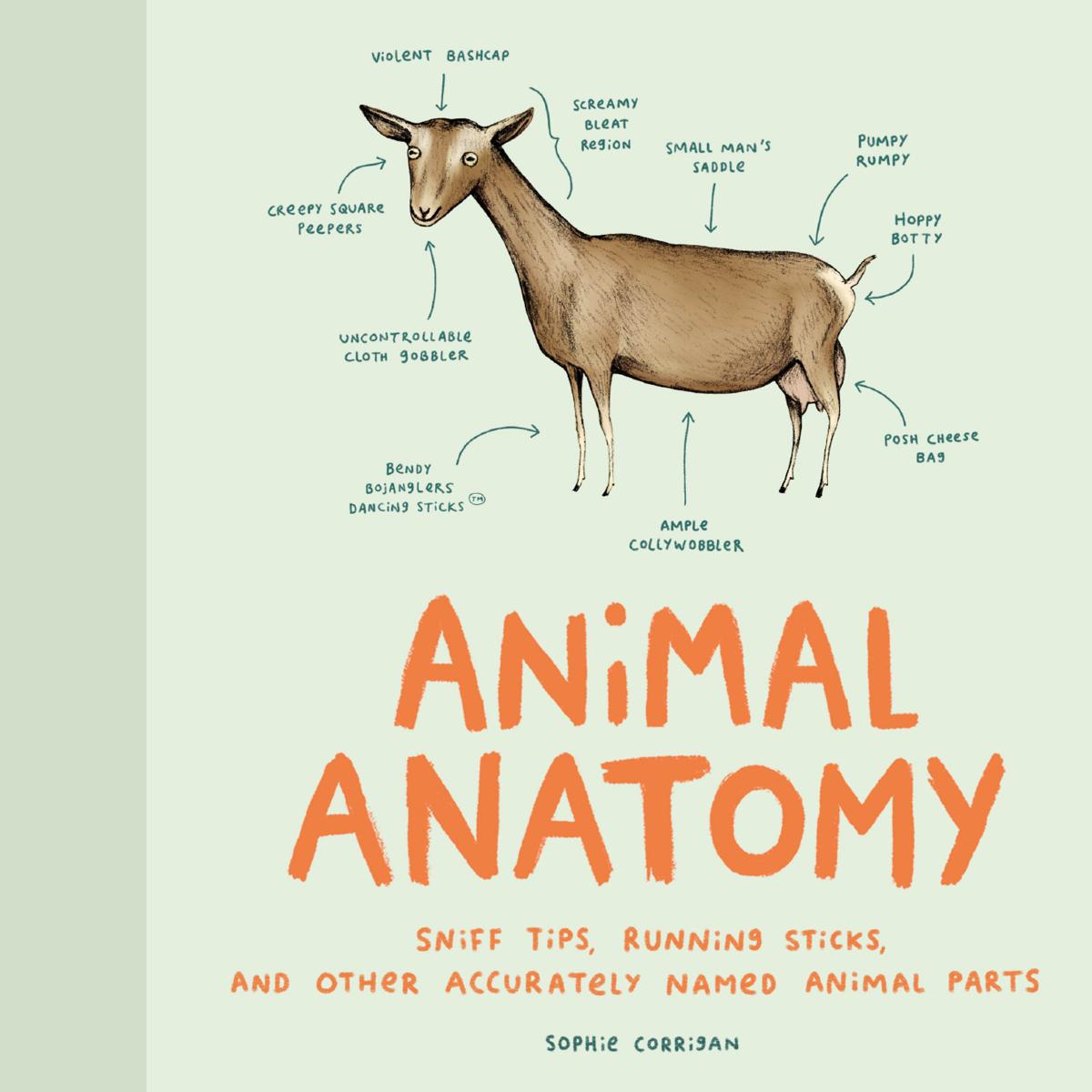 Animal Anatomy: Sniff Tips, Running Sticks, and Other Accurately Named Animal Parts by Sophie Corrigan