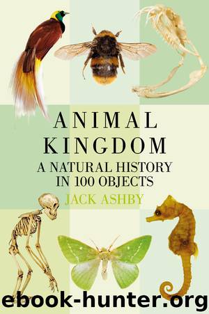 Animal Kingdom by Jack Ashby
