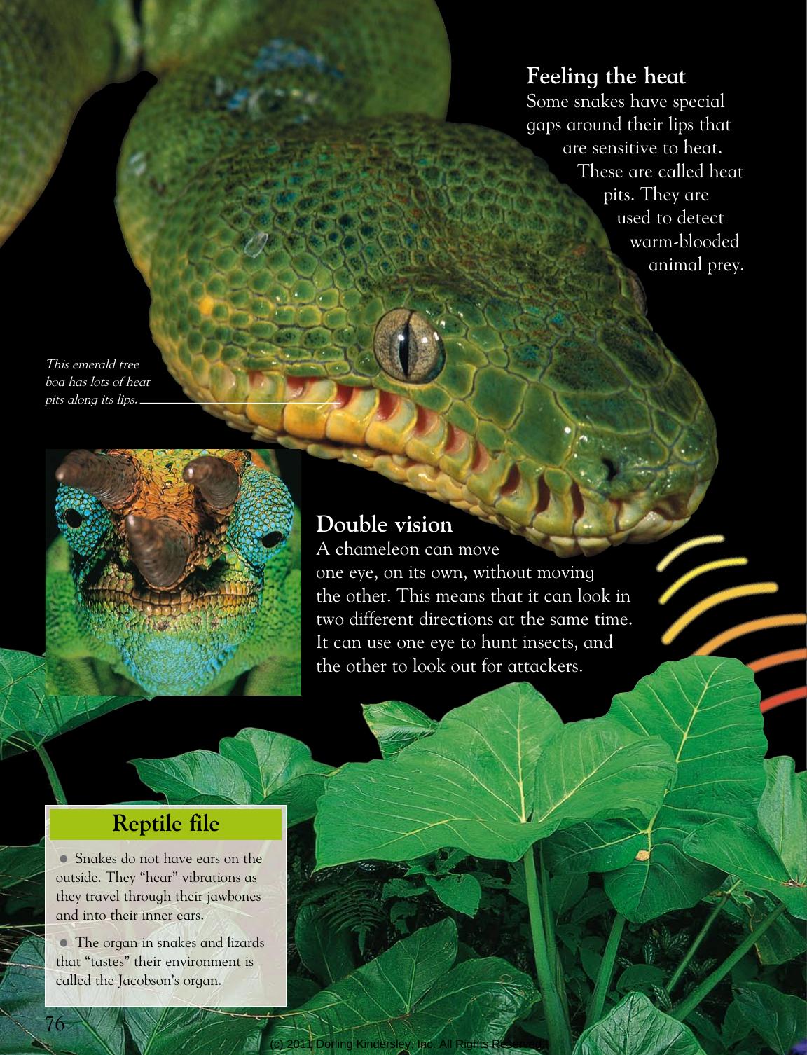 Animals Around the World (DK Publishing) (2009) by Unknown