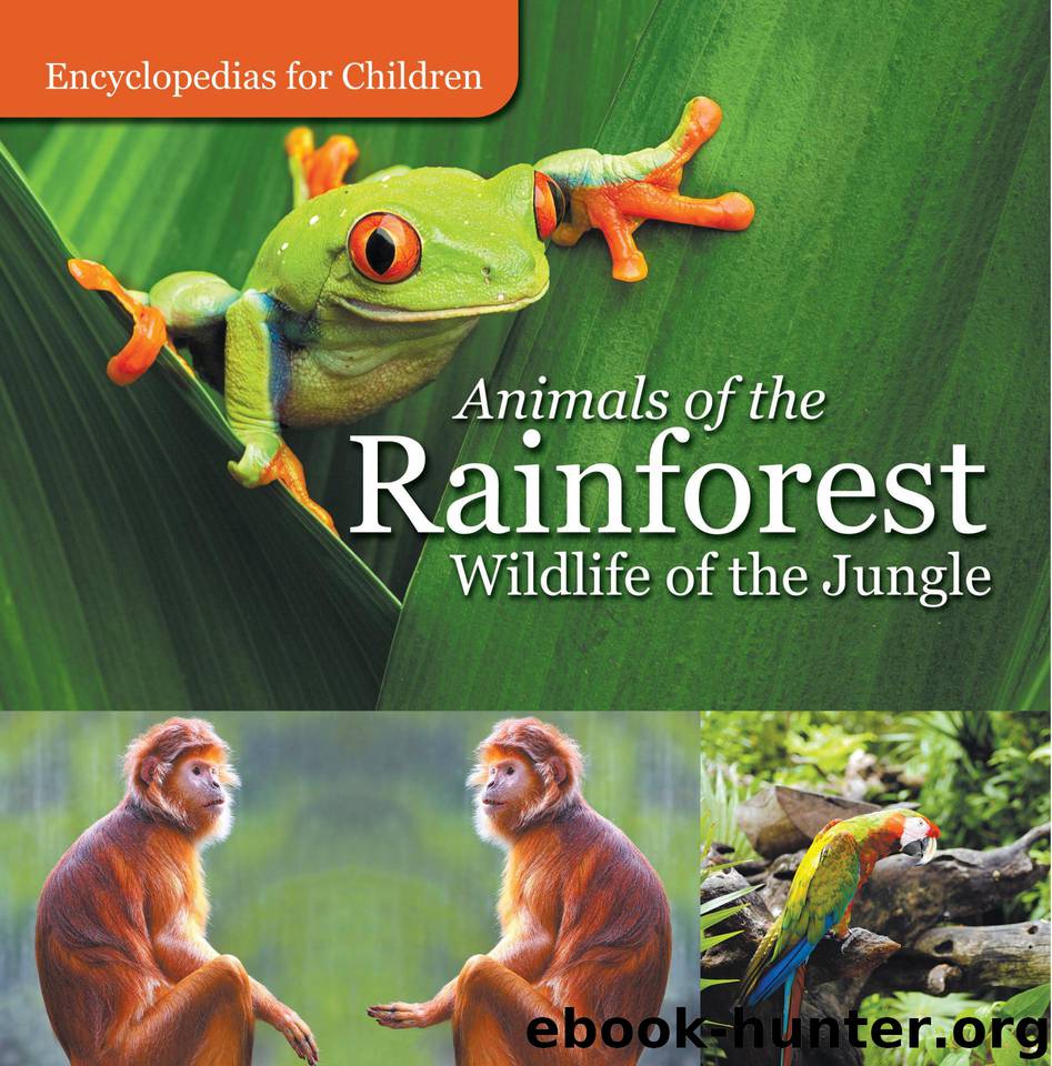 Animals of the Rainforest | Wildlife of the Jungle | Encyclopedias for Children by baby professor