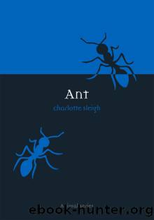 Ant by Charlotte Sleigh