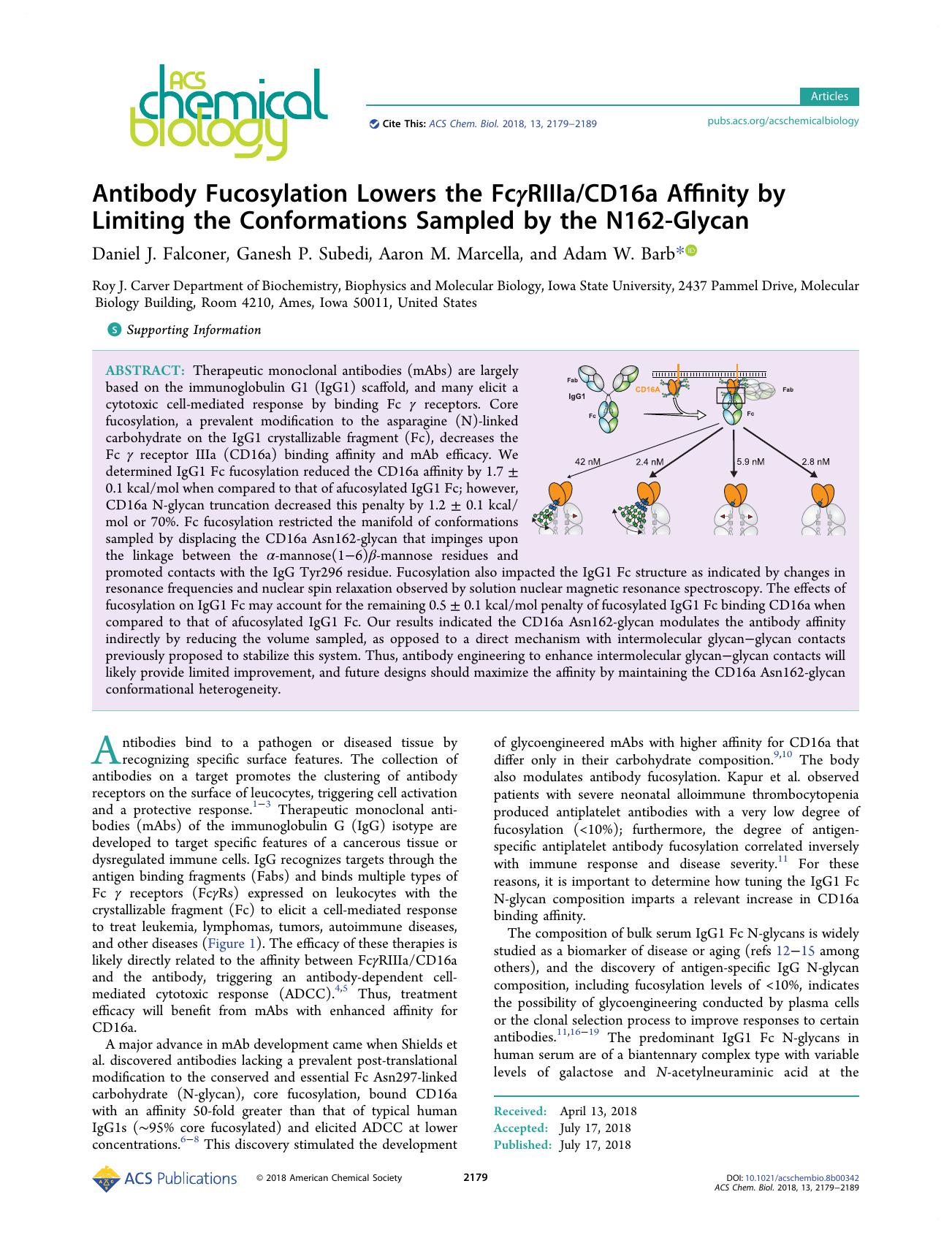 Antibody Fucosylation Lowers the FcÎ³RIIIaCD16a Affinity by Limiting the Conformations Sampled by the N162-Glycan by Daniel J. Falconer Ganesh P. Subedi Aaron M. Marcella and Adam W. Barb