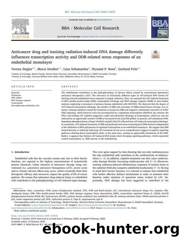 Anticancer drug and ionizing radiation-induced DNA damage differently influences transcription activity and DDR-related stress responses of an endothelial monolayer by Verena Ziegler & Marco Deußen & Lena Schumacher & Wynand P. Roos & Gerhard Fritz