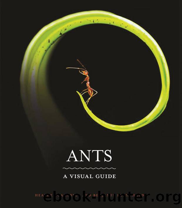 Ants. A visual guide by Heather Campbell Benjamin Blanchard