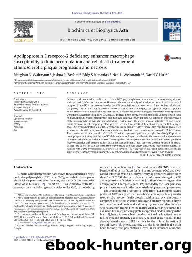 Apolipoprotein E receptor-2 deficiency enhances macrophage susceptibility to lipid accumulation and cell death to augment atherosclerotic plaque progression and necrosis by Meaghan D. Waltmann & Joshua E. Basford & Eddy S. Konaniah & Neal L. Weintraub & David Y. Hui