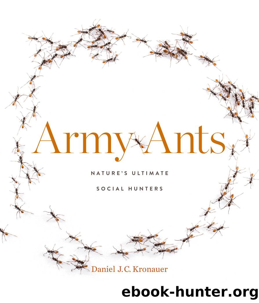 Army Ants by Daniel J. C. Kronauer