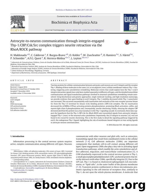 Astrocyte-to-neuron communication through integrin-engaged Thy-1CBPCskSrc complex triggers neurite retraction via the RhoAROCK pathway by unknow