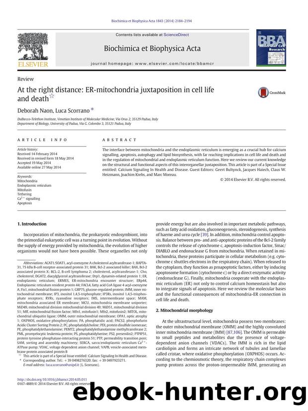 At the right distance: ER-mitochondria juxtaposition in cell life and death by Deborah Naon & Luca Scorrano