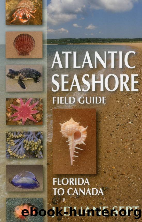 Atlantic Seashore Field Guide by Sept J. Duane;