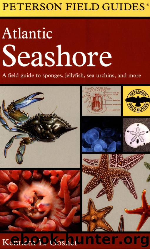 Atlantic Seashore by Kenneth L. Gosner