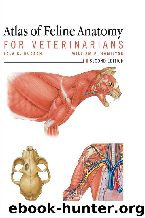 Atlas of Feline Anatomy For Veterinarians by Hudson Lola C. Hamilton William P
