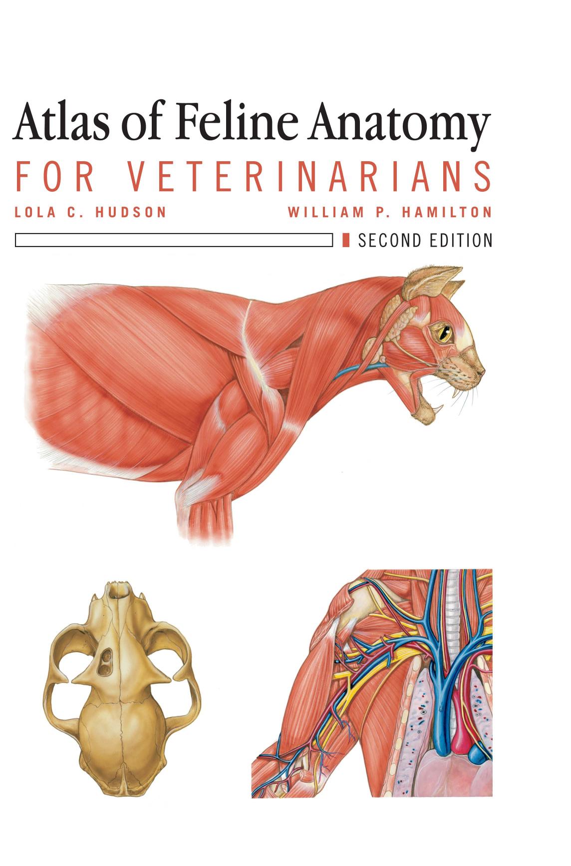 Atlas of Feline Anatomy For Veterinarians, Second Edition by Unknow