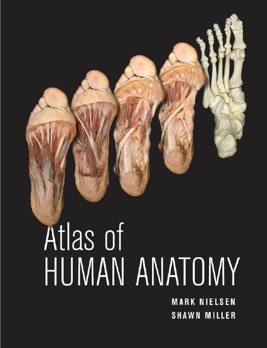 Atlas of human anatomy by Nielsen Mark Thomas; Miller Shawn D