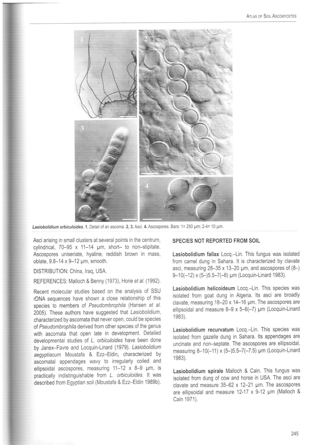Atlas of soil ascomycetes (part 2) by Josep Guarro et al