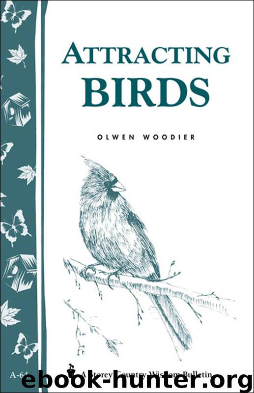 Attracting Birds by Olwen Woodier
