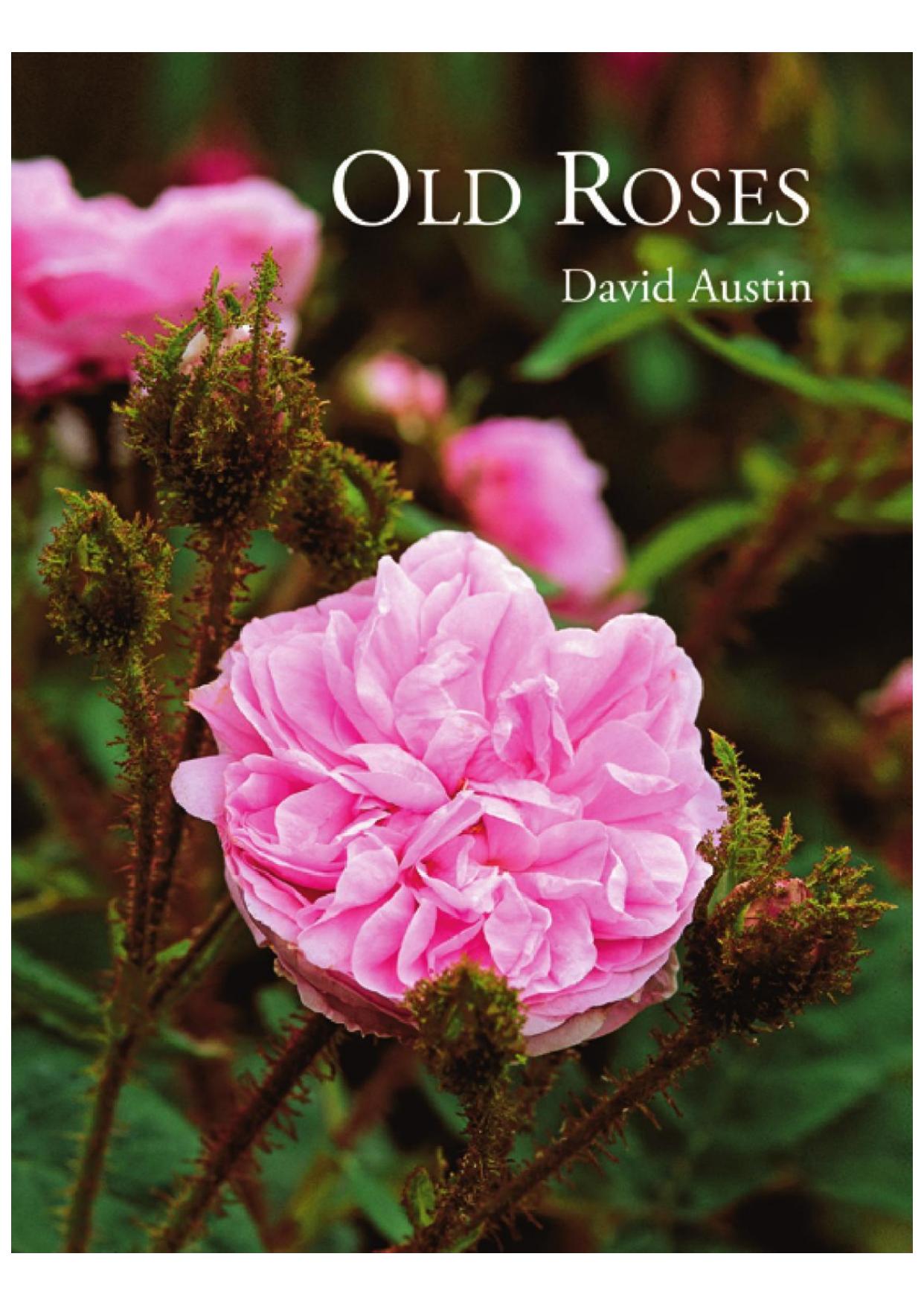 Austin David Old Roses by Unknown