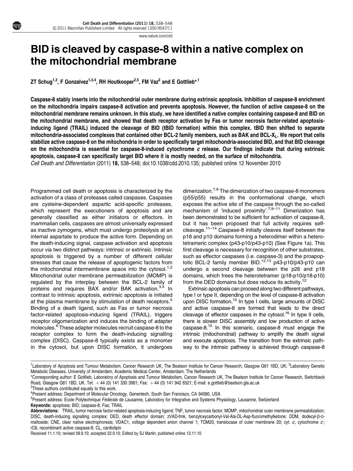 BID is cleaved by caspase-8 within a native complex on the mitochondrial membrane by Z T Schug & F Gonzalvez & R H Houtkooper & F M Vaz & E Gottlieb