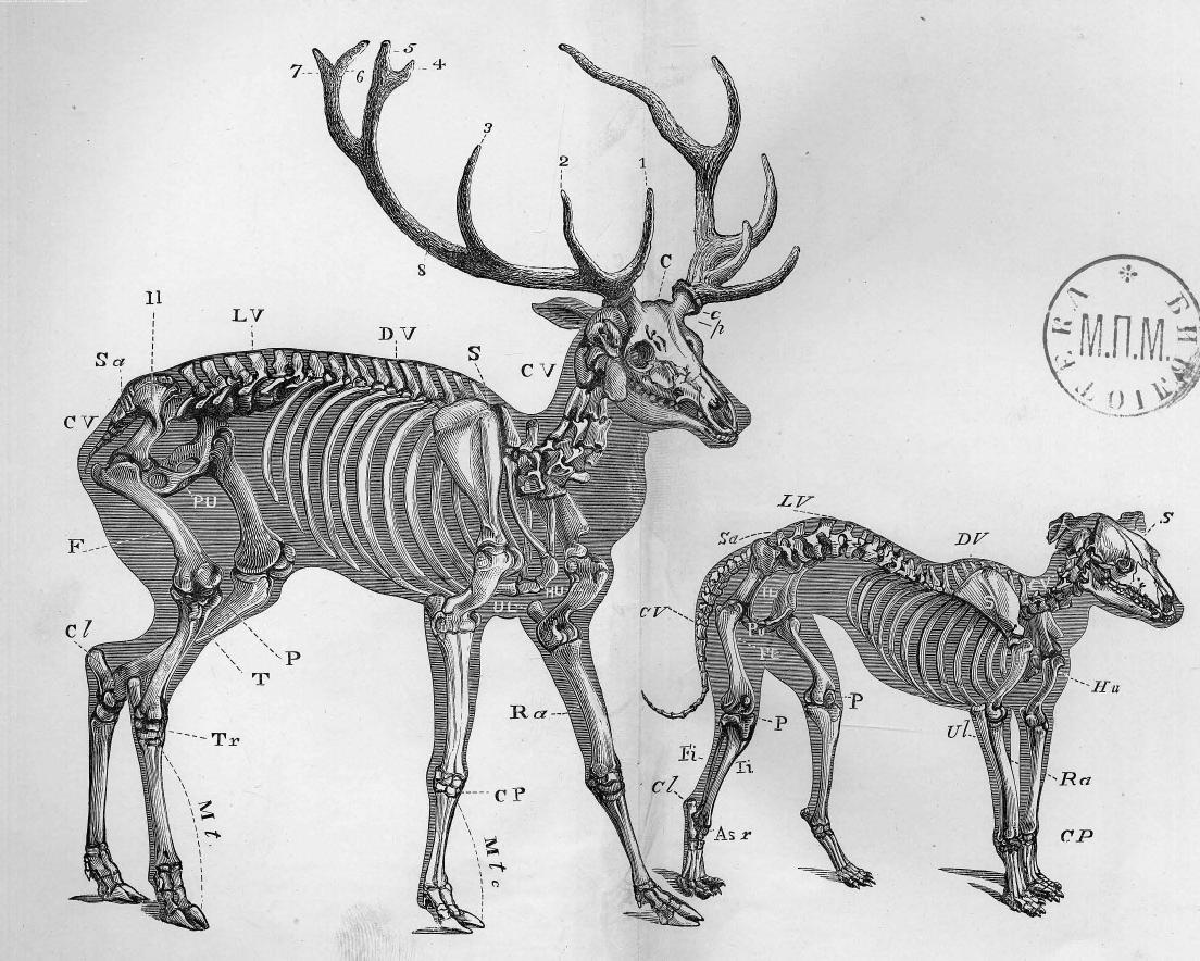 BY B. Waterhouse Hawkins by The artistic anatomy of the dog & deer