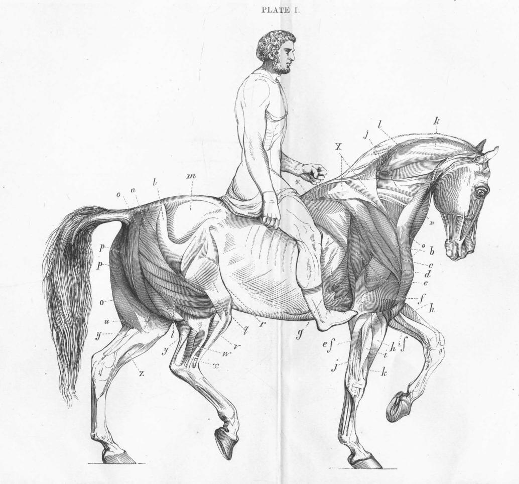 BY B. Waterhouse Hawkins by The artistic anatomy of the horse