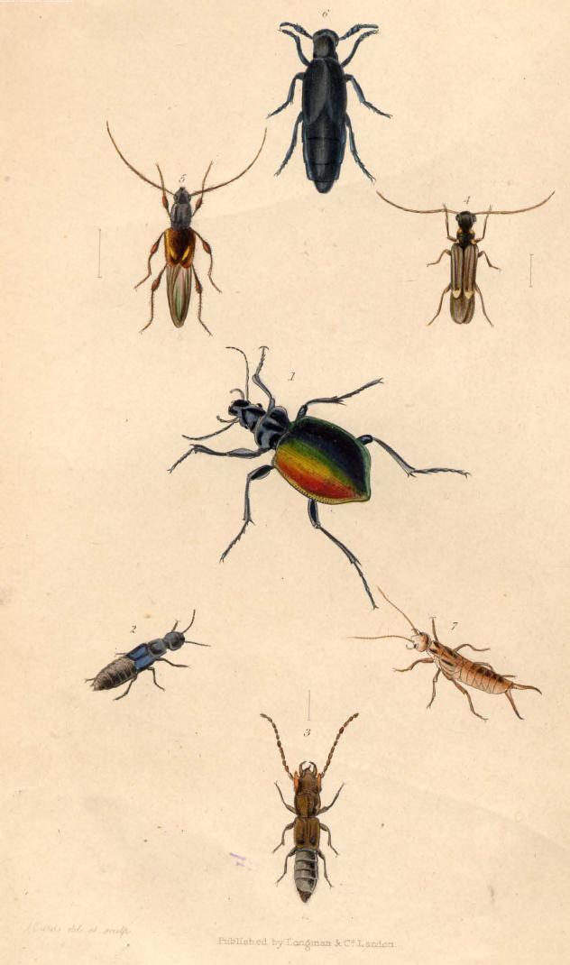 BY William Kirby AND William Spence - An introduction to entomology or elements of the natural history of insects . v by 1843