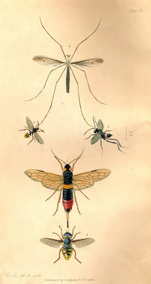 BY William Kirby AND William Spence - An introduction to entomology or elemets of the natural history of insects . vo by 1843