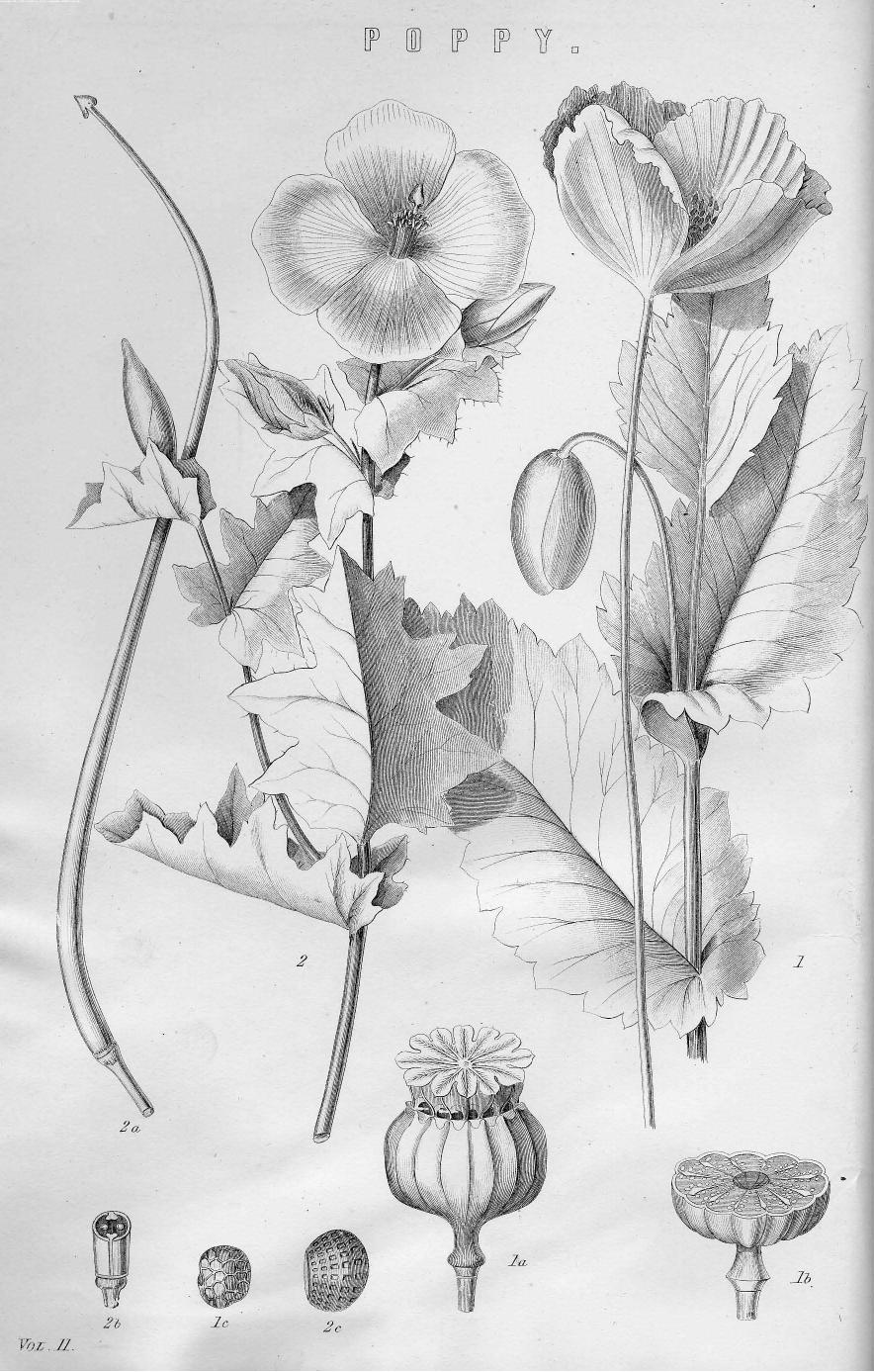 BY Writers OF Eminence IN Literature by The national encyclopaedia . vol. 11