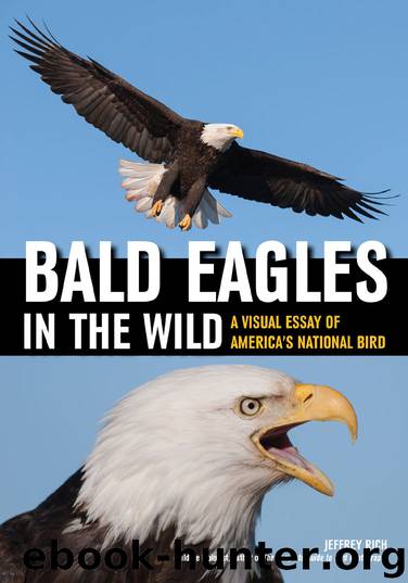 Bald Eagles In the Wild by Jeffrey Rich