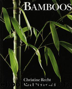 Bamboos by Christine Recht