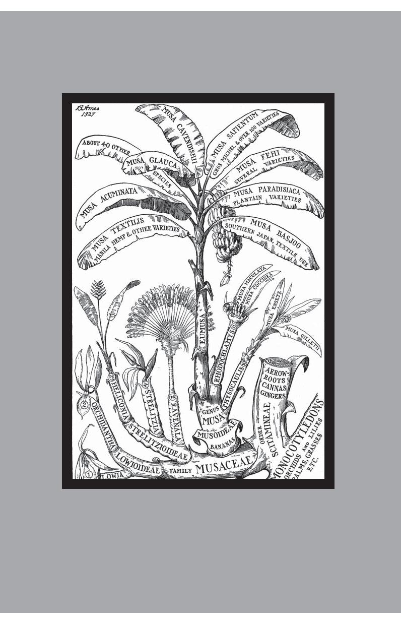 Banana by Dan Koeppel