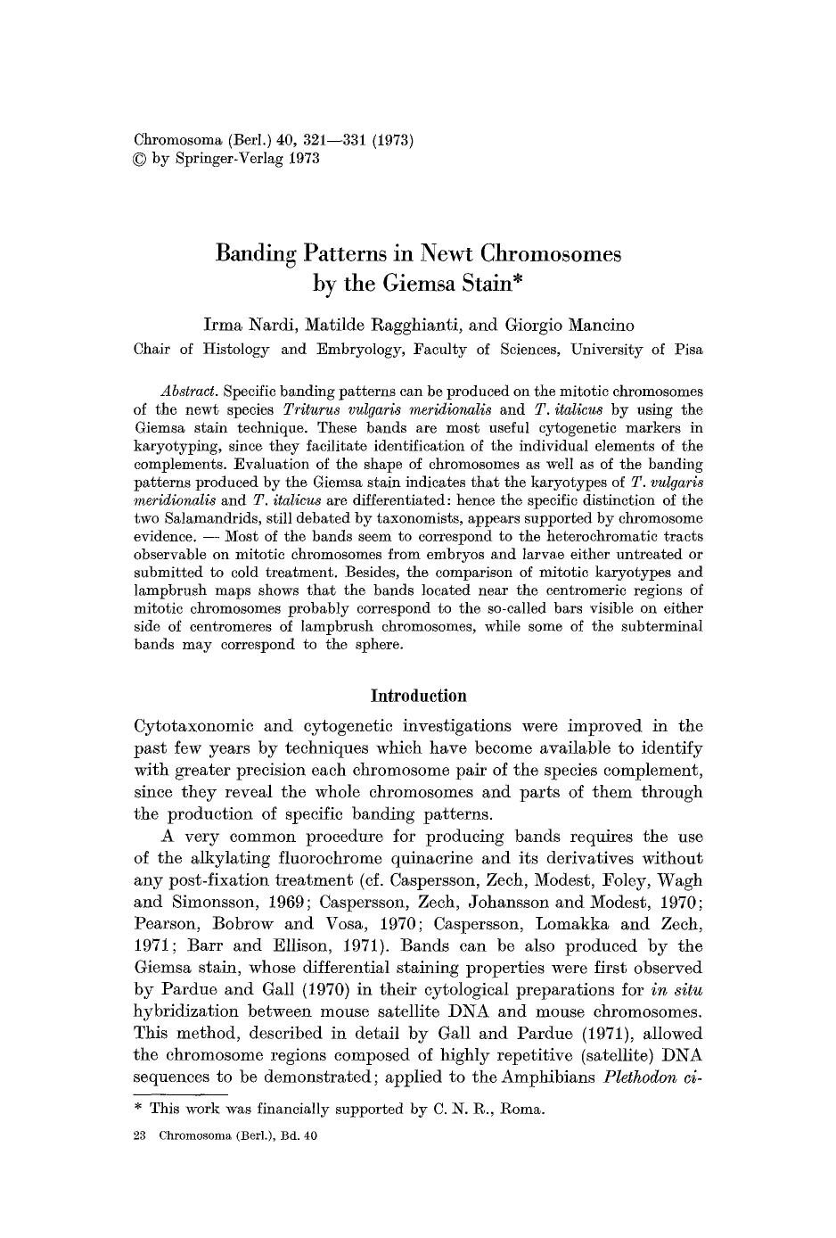 Banding patterns in newt chromosomes by the giemsa stain by Unknown