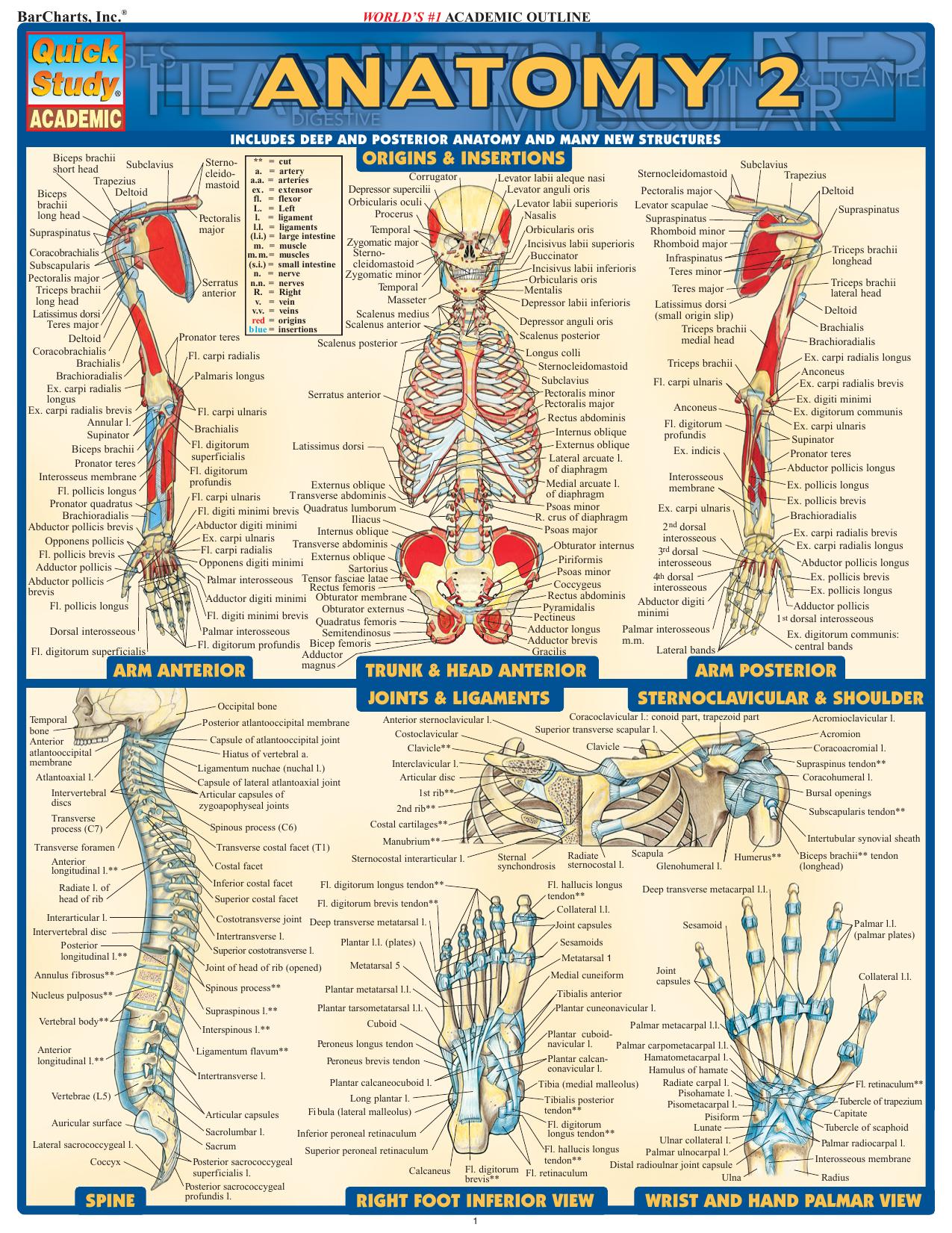 BarCharts QuickStudy Anatomy by Vincent Perez (Illustrator)