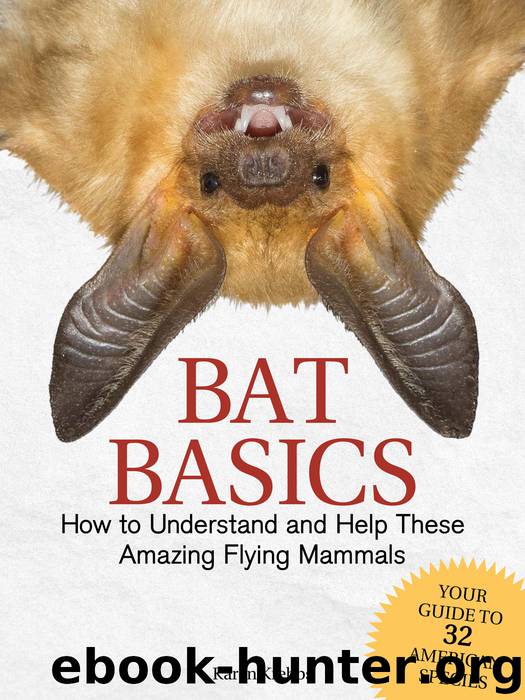 Bat Basics by Karen Krebbs