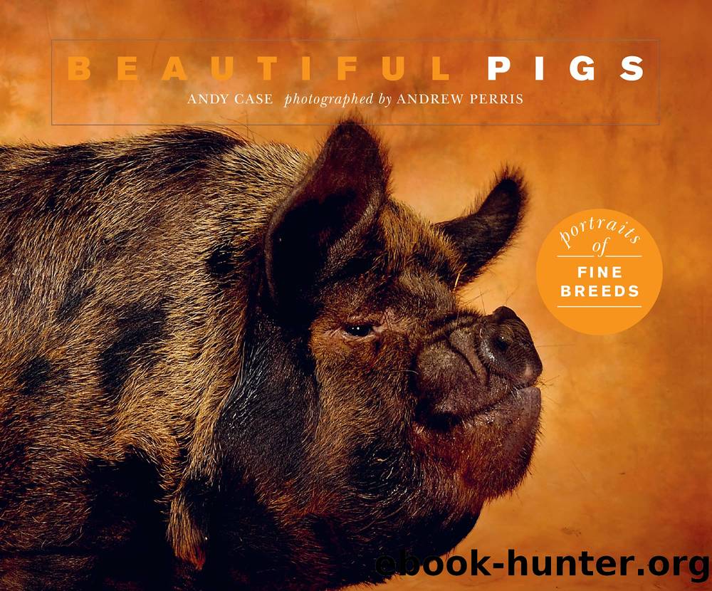 Beautiful Pigs by Andy Case