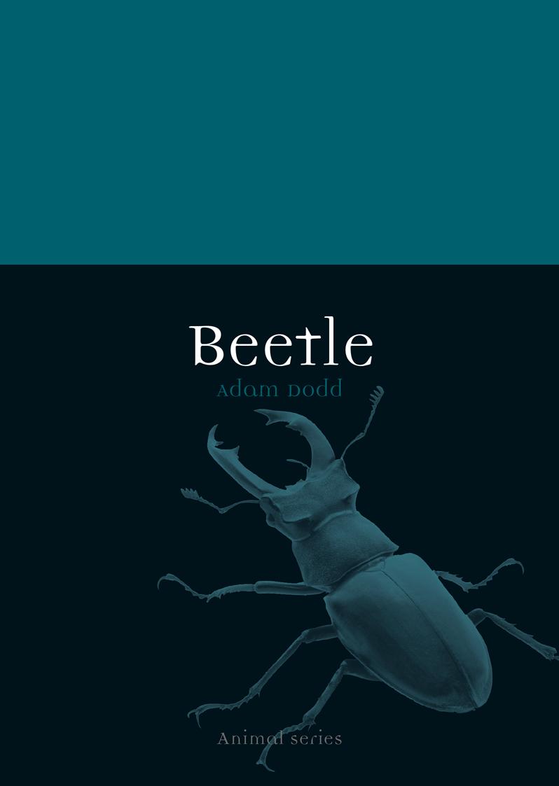 Beetle (Animal Series) by Unknow