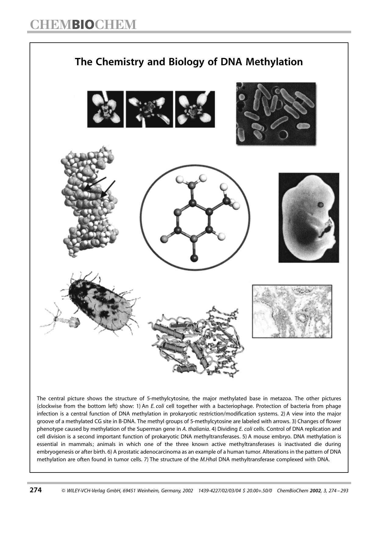 Beyond Watson and Crick: DNA Methylation and Molecular Enzymology of DNA Methyltransferases by Unknown