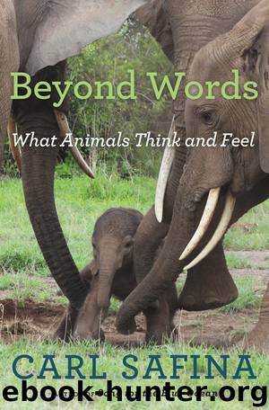 Beyond Words : What Animals Think and Feel (9780805098891) by Safina Carl
