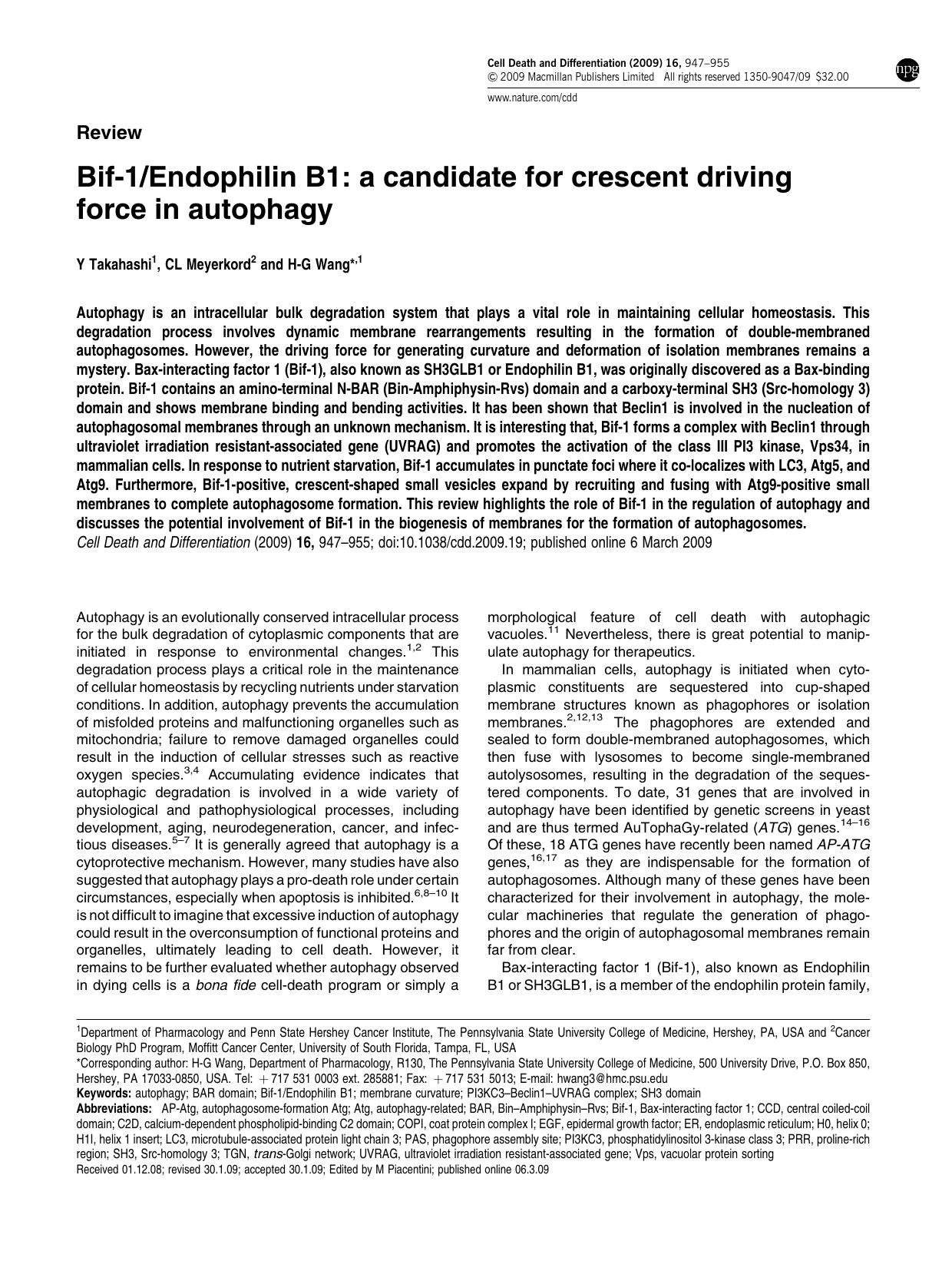 Bif-1&sol;Endophilin B1: a candidate for crescent driving force in autophagy by Y Takahashi & C L Meyerkord & H-G Wang &