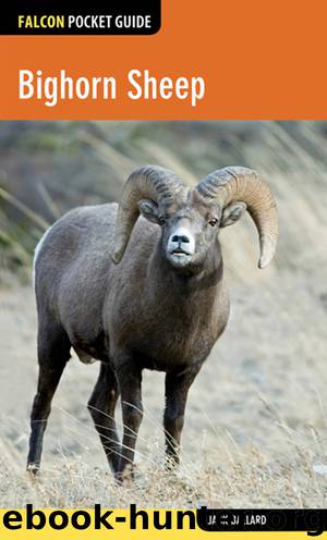 Bighorn Sheep by Jack Ballard