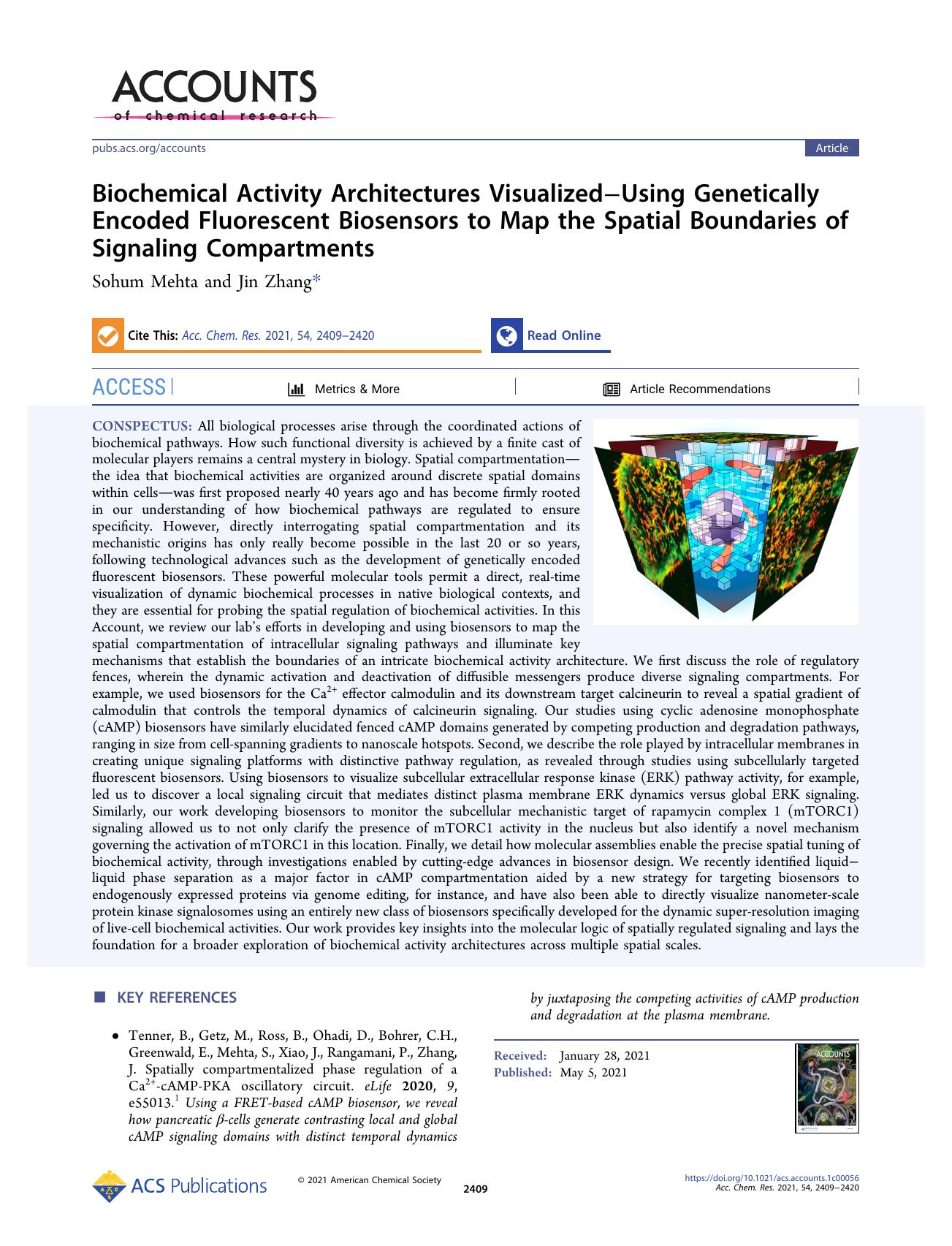 Biochemical Activity Architectures VisualizedâUsing Genetically Encoded Fluorescent Biosensors to Map the Spatial Boundaries of Signaling Compartments by Sohum Mehta and Jin Zhang