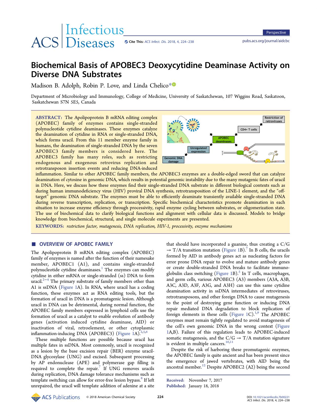 Biochemical Basis of APOBEC3 Deoxycytidine Deaminase Activity on Diverse DNA Substrates by Madison B. Adolph Robin P. Love and Linda Chelico