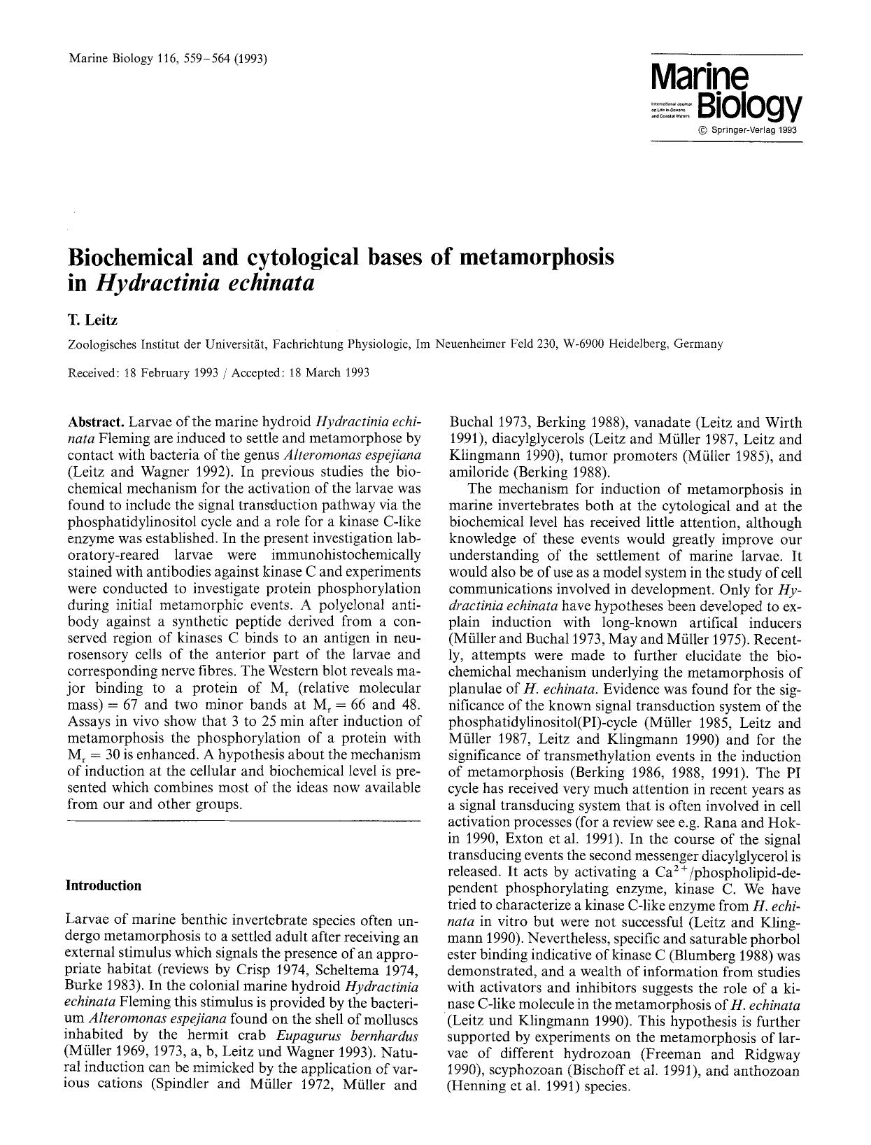Biochemical and cytological bases of metamorphosis in <Emphasis Type="Italic">Hydractinia echinata<Emphasis> by Unknown