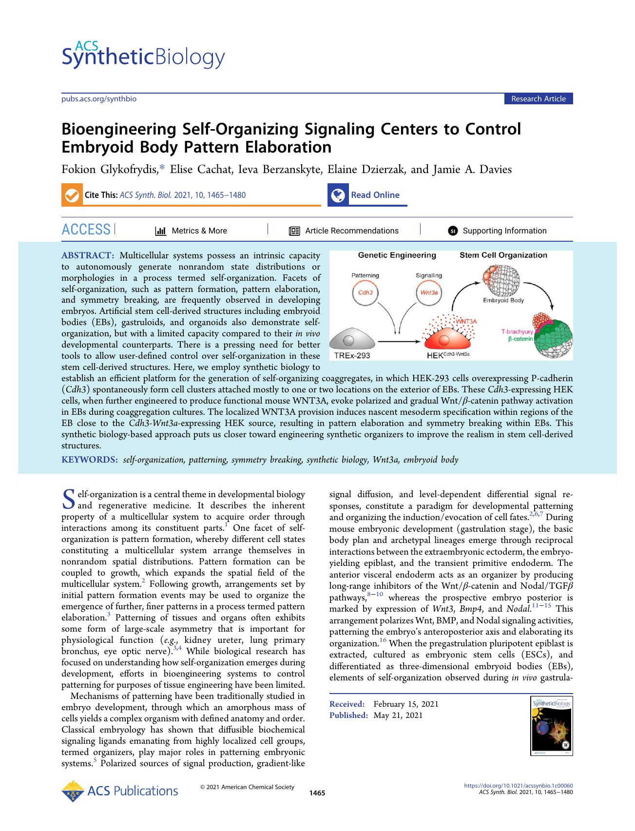 Bioengineering Self-Organizing Signaling Centers to Control Embryoid Body Pattern Elaboration by Fokion Glykofrydis Elise Cachat Ieva Berzanskyte Elaine Dzierzak and Jamie A. Davies