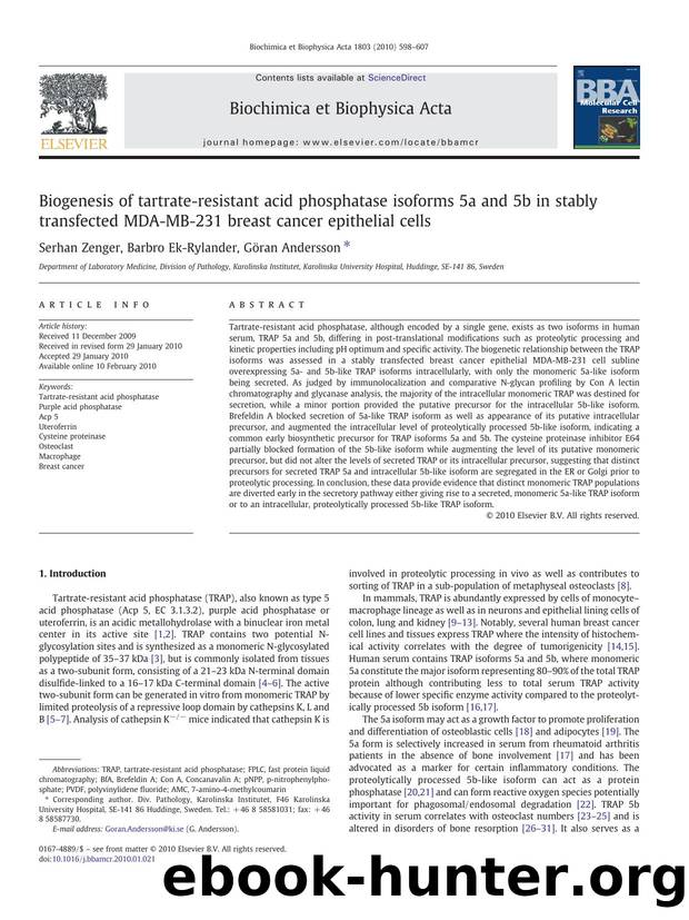 Biogenesis of tartrate-resistant acid phosphatase isoforms 5a and 5b in stably transfected MDA-MB-231 breast cancer epithelial cells by Serhan Zenger; Barbro Ek-Rylander; Göran Andersson