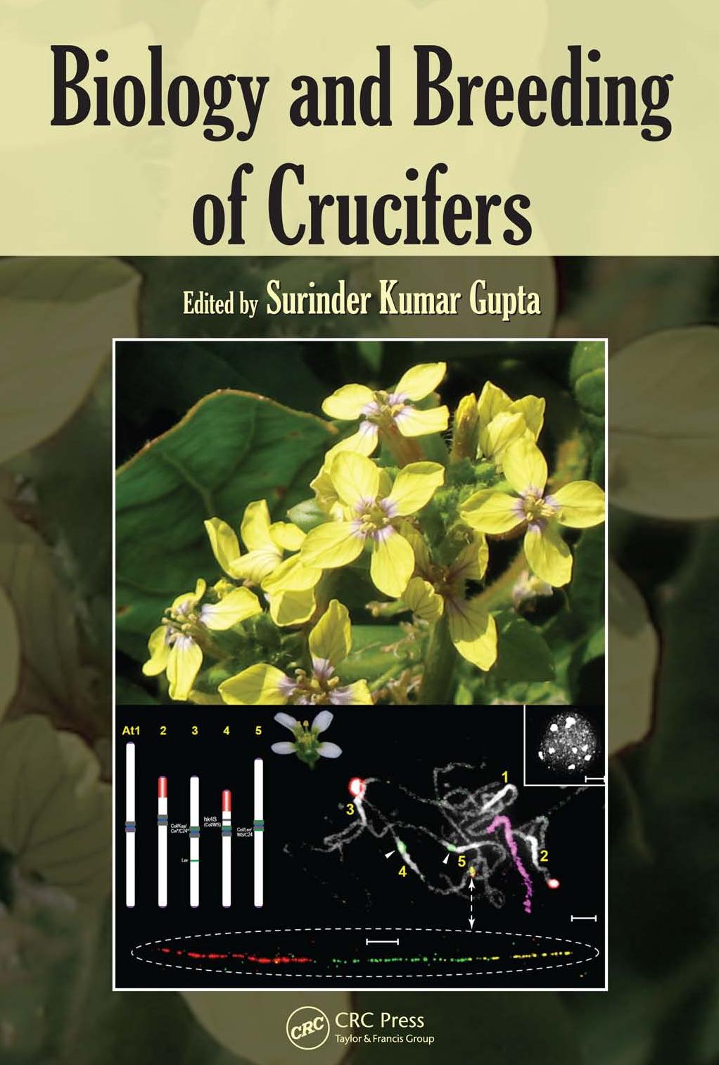 Biology and Breeding of Crucifers by Surinder Kumar Gupta