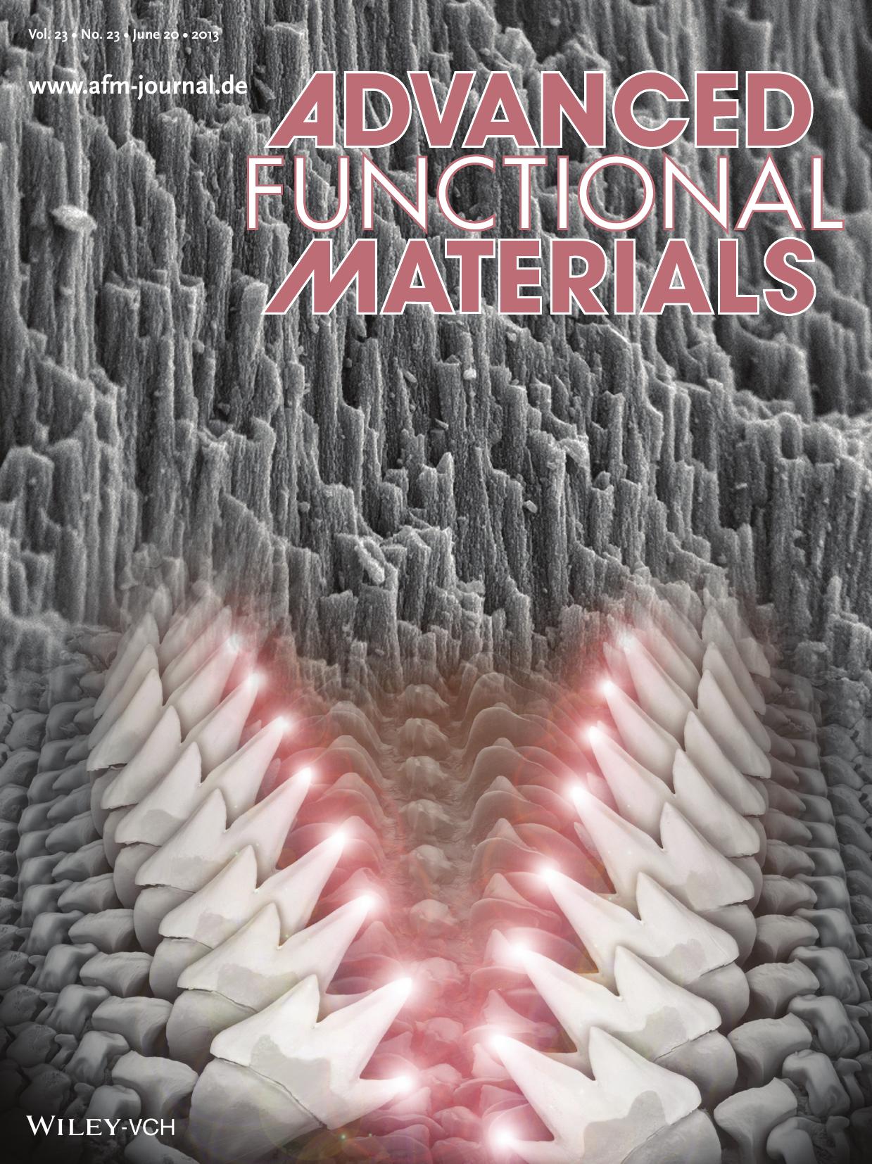 Biomineralization: Phase Transformations and Structural Developments in the Radular Teeth of Cryptochiton Stelleri (Adv. Funct. Mater. 232013) by paccess2