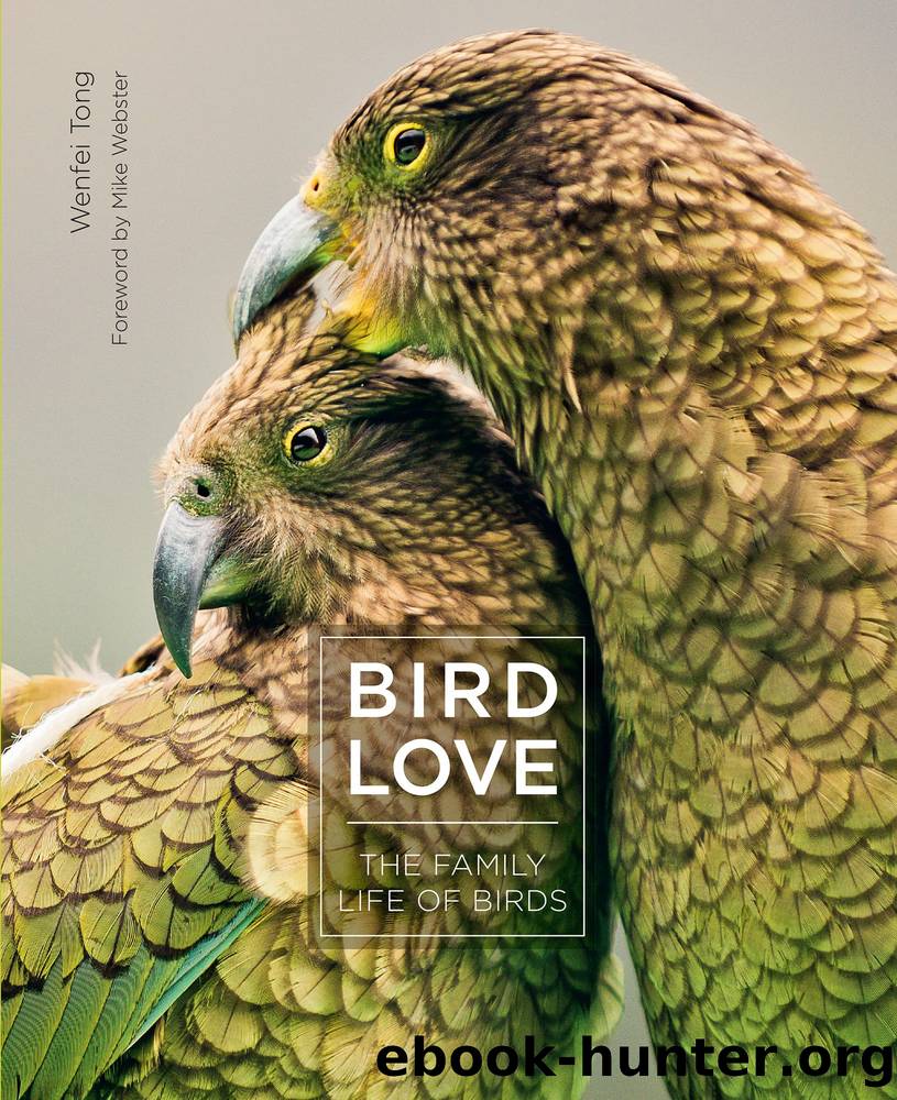 Bird Love by Wenfei Tong