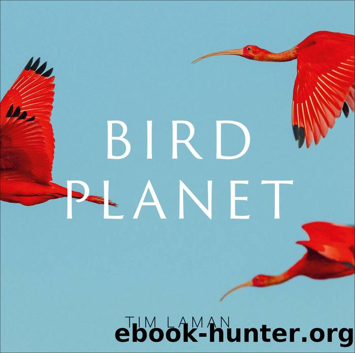 Bird Planet by Laman Tim;