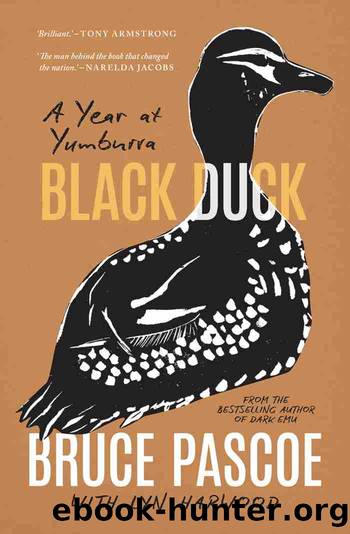 Black Duck by Bruce Pascoe