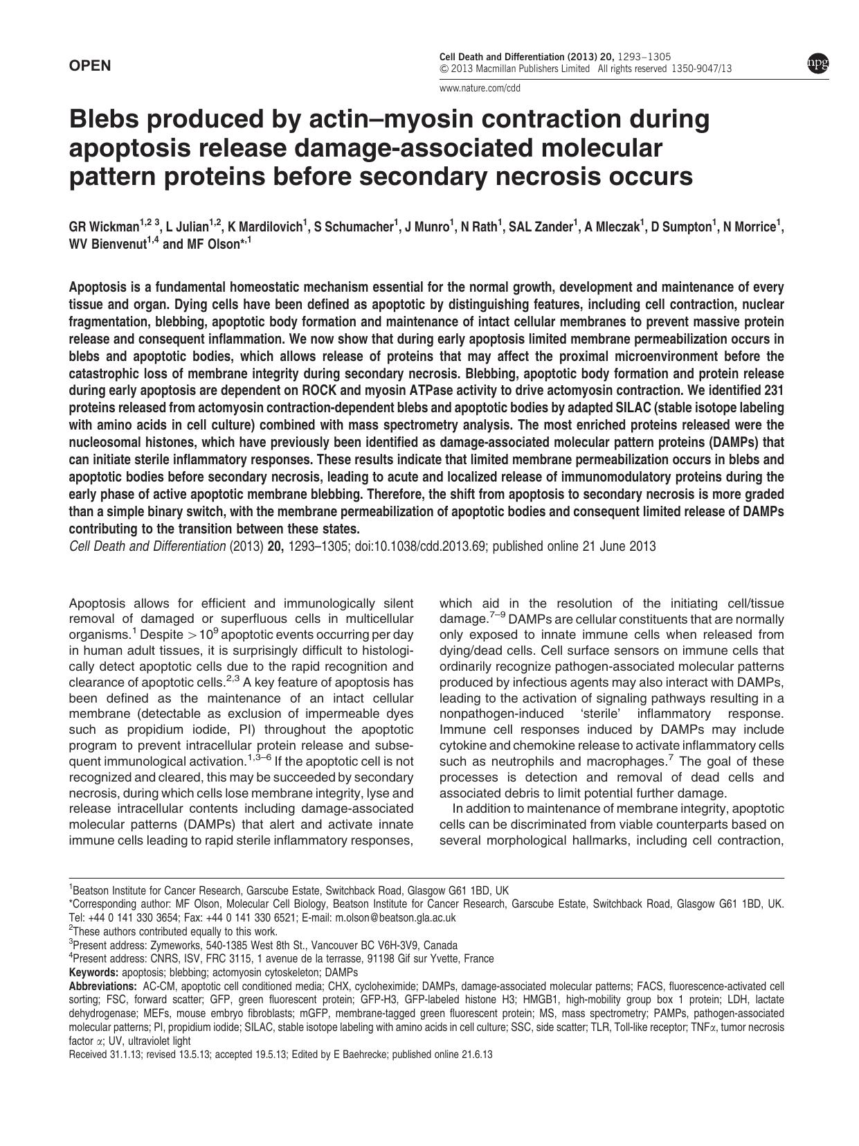 Blebs produced by actin&ndash;myosin contraction during apoptosis release damage-associated molecular pattern proteins before secondary necrosis occurs by unknow